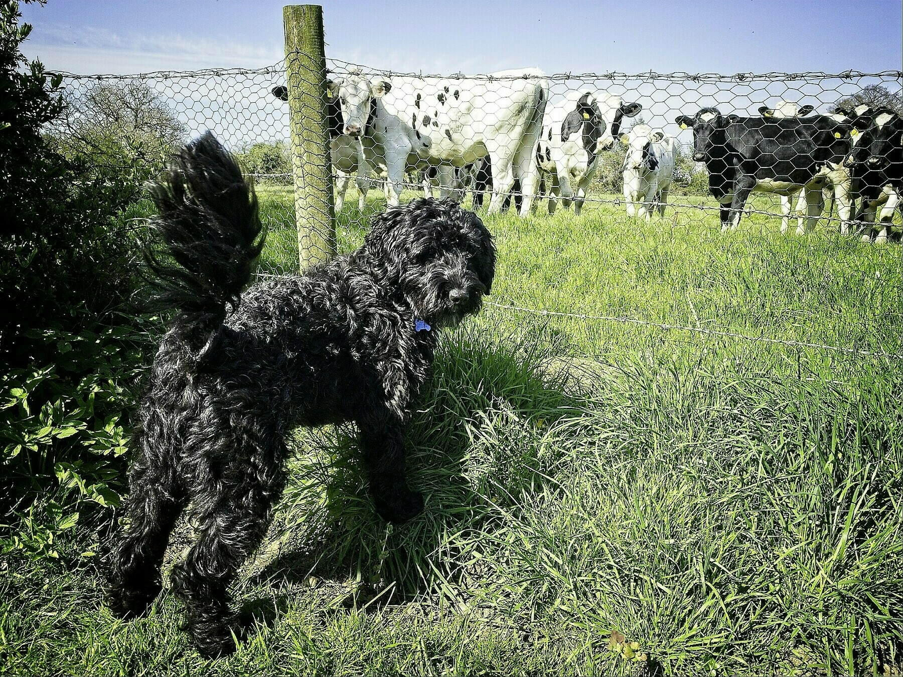 dog and cows