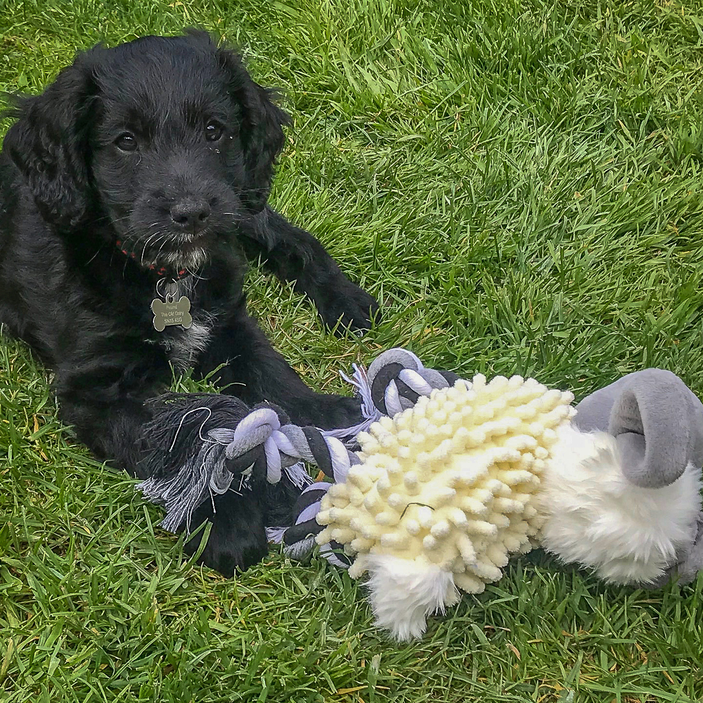 photo of a dog and toy