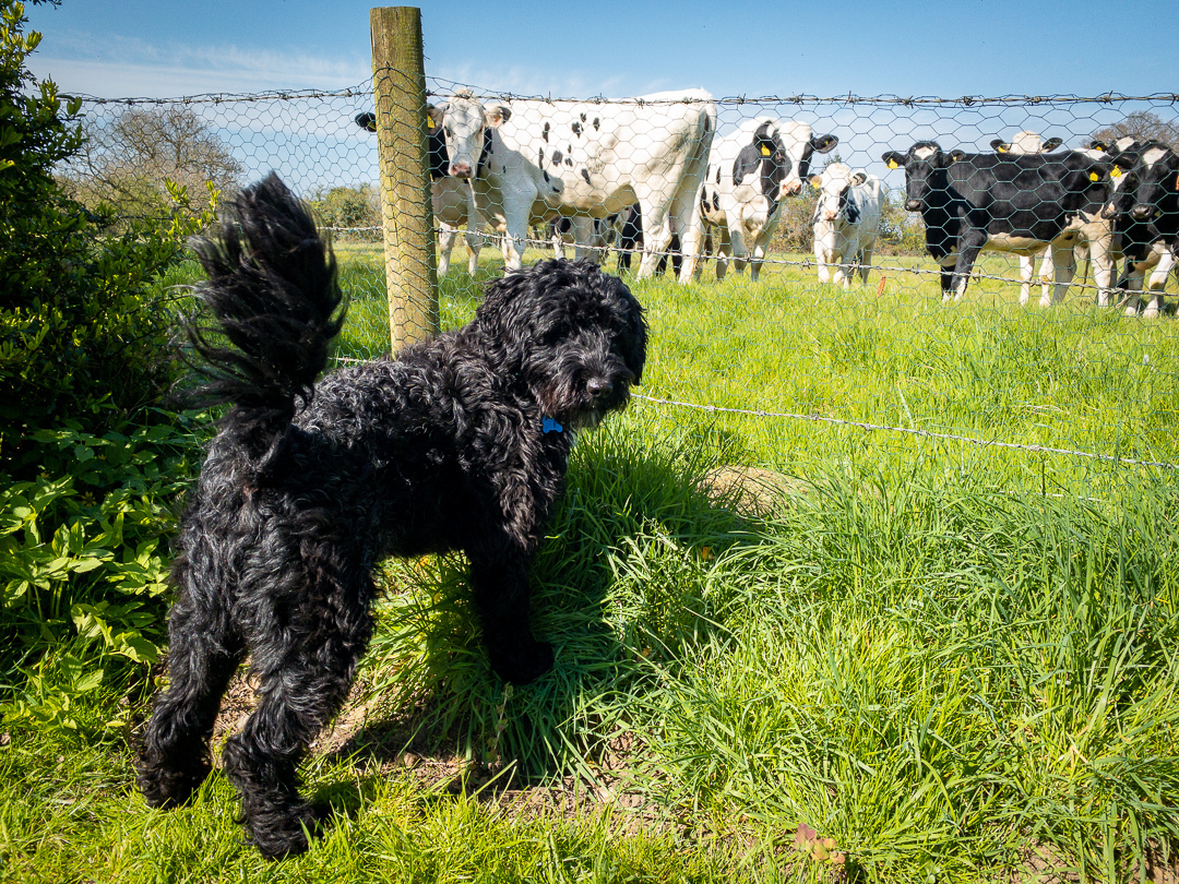photo of a black dog and some cows