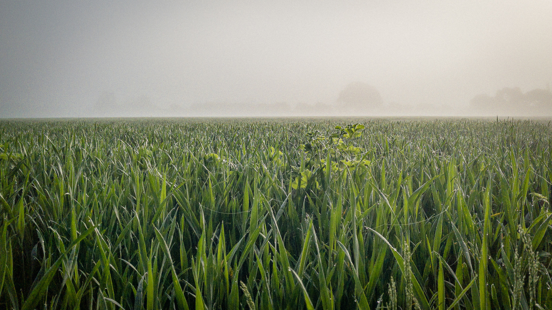 misty morning walk through the fields