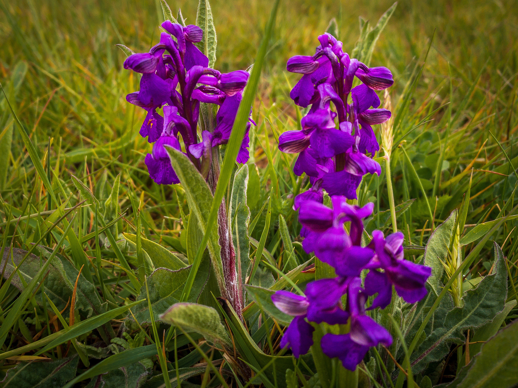 photo of wild orchids