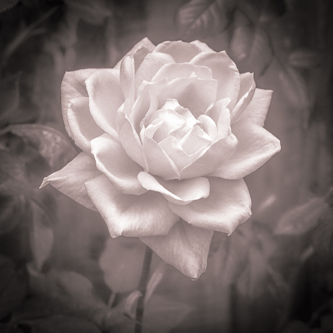 colour graded photo of a rose