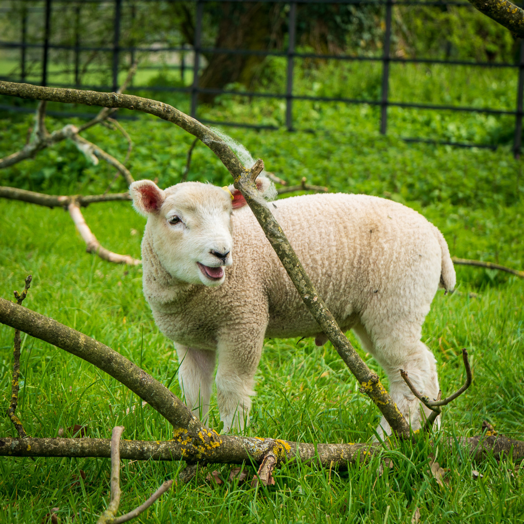 Spring lamb photo