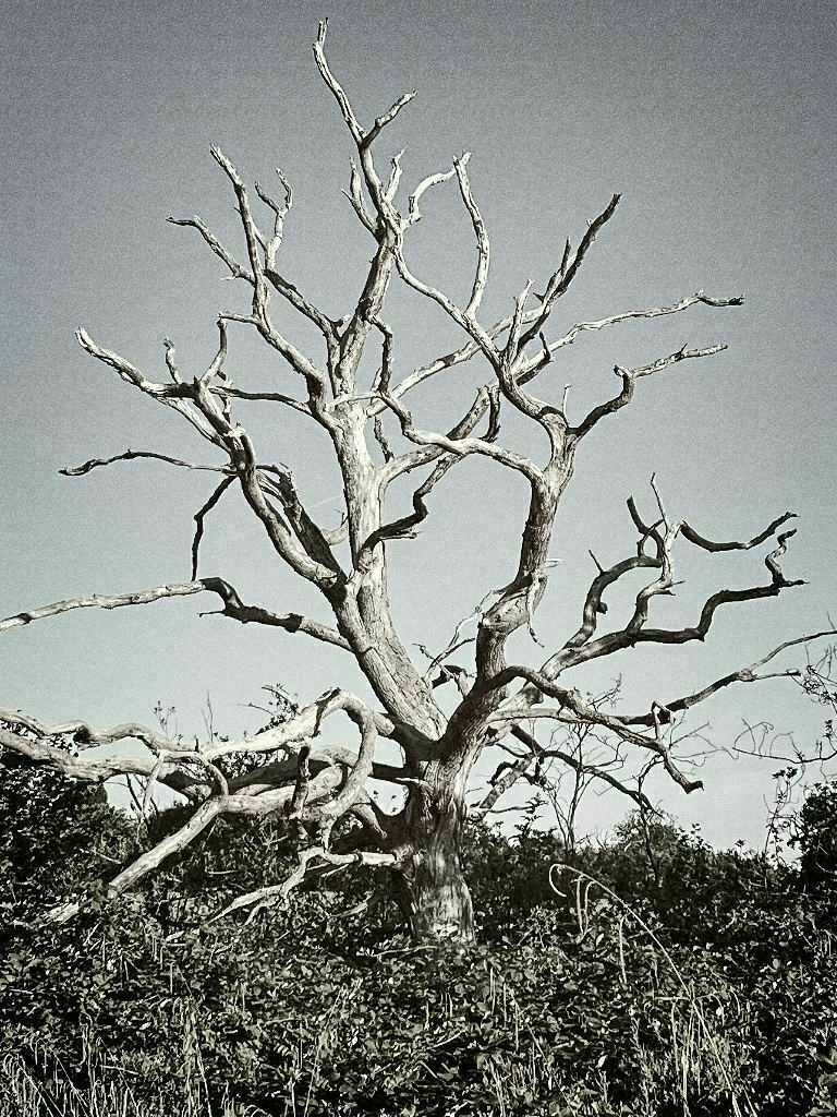 Dead Tree photo